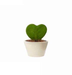 گیاه طبیعی هویا کری مدل 01